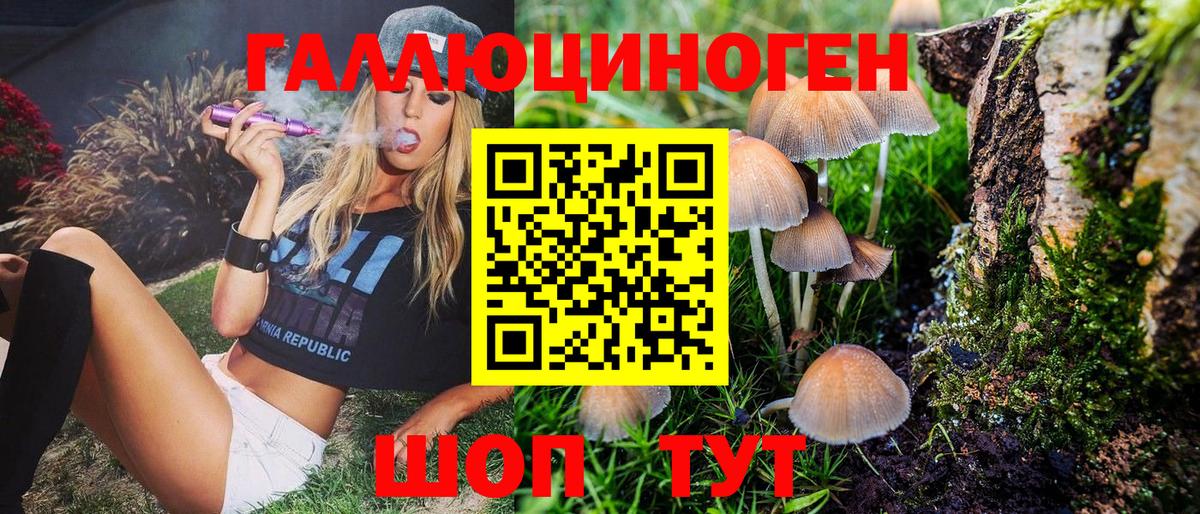 купить   Гагарин  Галлюциногенные грибы Psilocybine cubensis 